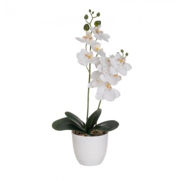 PLANTA ORQUIDEA  15-15-39...