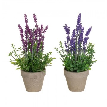 PLANTA LAVANDA 2/C 12X12X27...