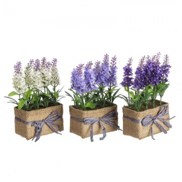 PLANTA LAVANDA PL 11-7-19...