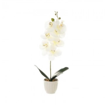 PLANTA ORQUIDEA PL 22-12-58...